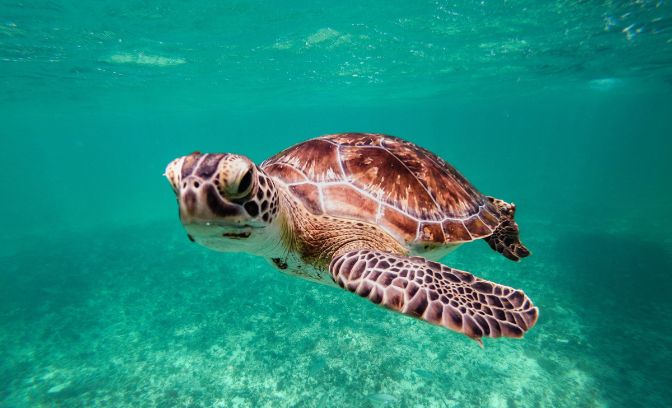 Schildpad in de zee bij de Caribbean